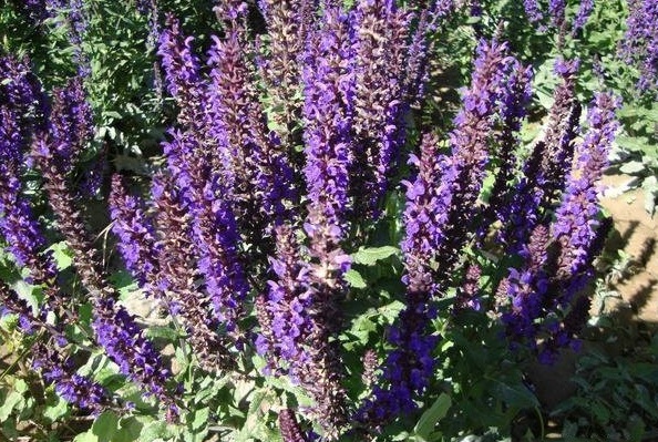 1629439371359529.jpg 1629439367(1).jpg