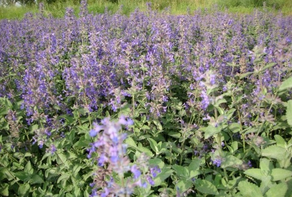 1629439384793222.jpg 1629439377(1).jpg