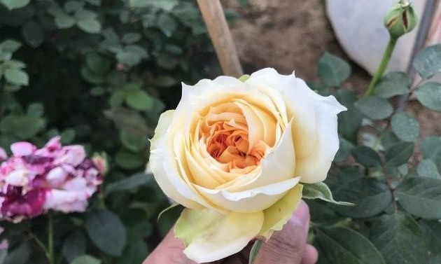 1629440625766201.jpg 1629440621(1).jpg