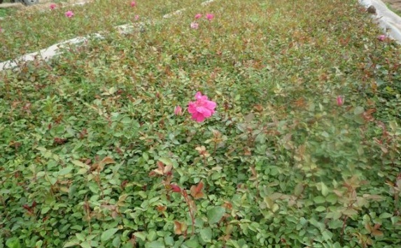 1629440635946856.jpg 1629440631(1).jpg