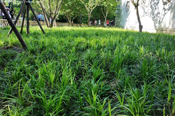 1629441694868780.jpg 9151dbcbdd795fa9028fe1b4ced22ab7_1560186398435875.jpg