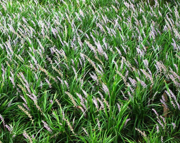 1629442101580824.jpg 沿階草1_副本.jpg