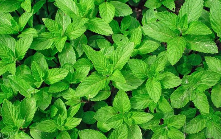 1629445945630611.jpg 薄荷1111111111111111111111111111.jpg