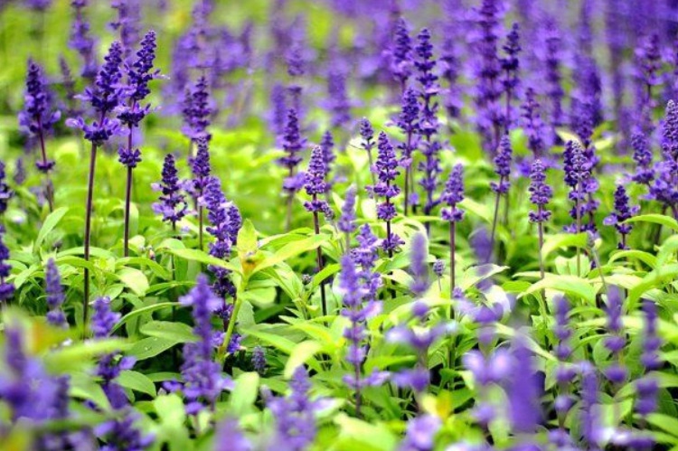 1629446126637949.jpg 藍(lán)花鼠尾草555555555555555.jpg