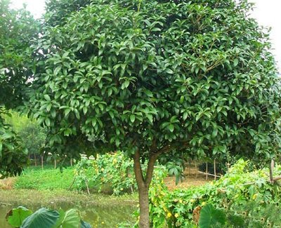 1629457962390198.jpg 1629457962390198.jpg