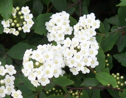 1629462883703205.jpg image.jpg