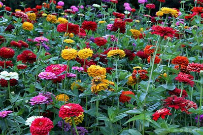 1629467190459108.jpg 1629467190459108.jpg