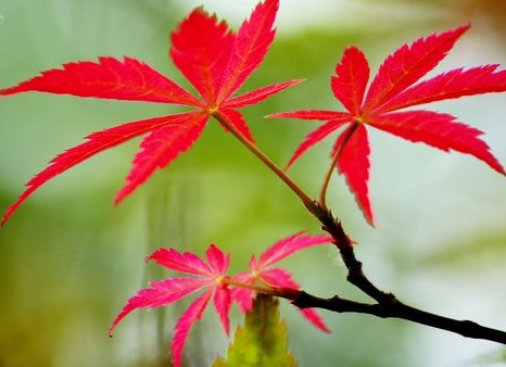 1629470495719974.jpg image.jpg