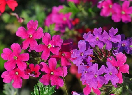 北方可以種草本花卉嗎 北方可以種草本花卉嗎