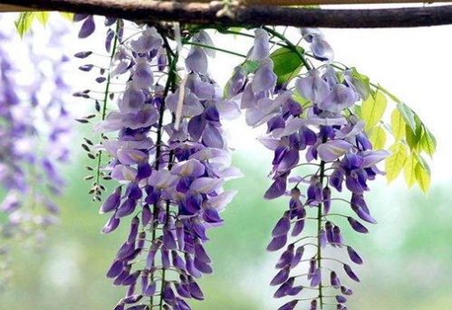 1629470771724670.jpg image.jpg