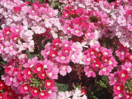 1629470957245028.jpg image.jpg