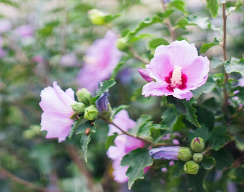 1629471072485375.jpg image.jpg