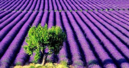 1629531389302947.jpg 1629531389302947.jpg