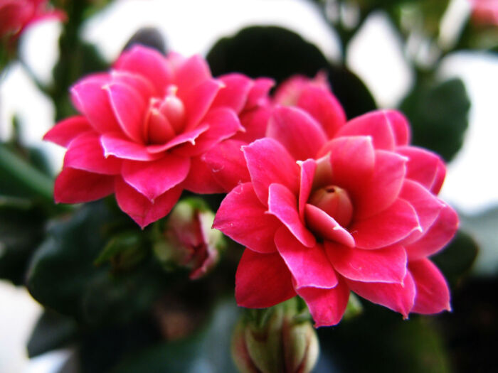 1629547829429689.jpeg 1629547829429689.jpeg