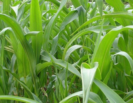 1629550957211747.jpg 牧草冬天能種嗎