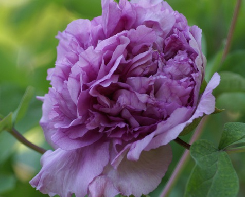 1629551602486128.jpg image.jpg