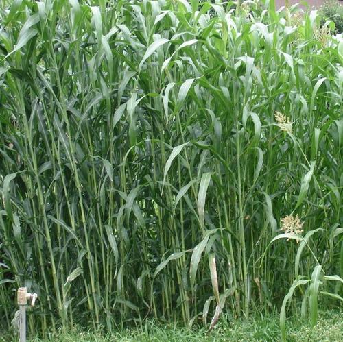 1629551806106246.jpg 1629551806106246.jpg