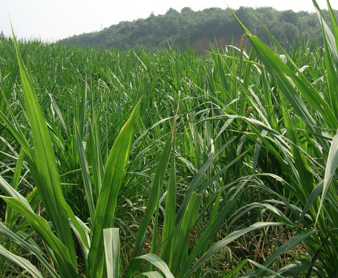 1629551806702777.jpg 1629551806702777.jpg