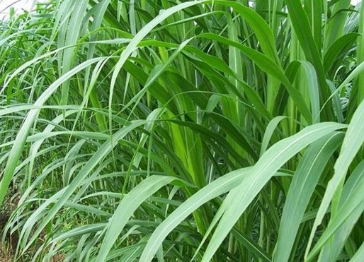 1629551939909942.jpg image.jpg