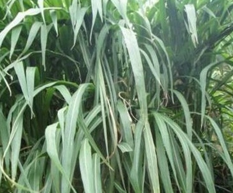 1629551946537095.jpg image.jpg