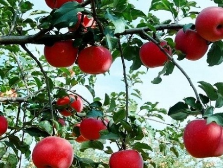 1629553271758142.jpg image.jpg