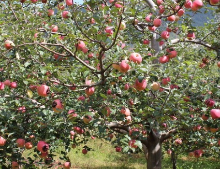 1629553280479732.jpg image.jpg