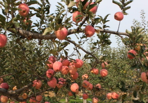 1629553290727838.jpg image.jpg