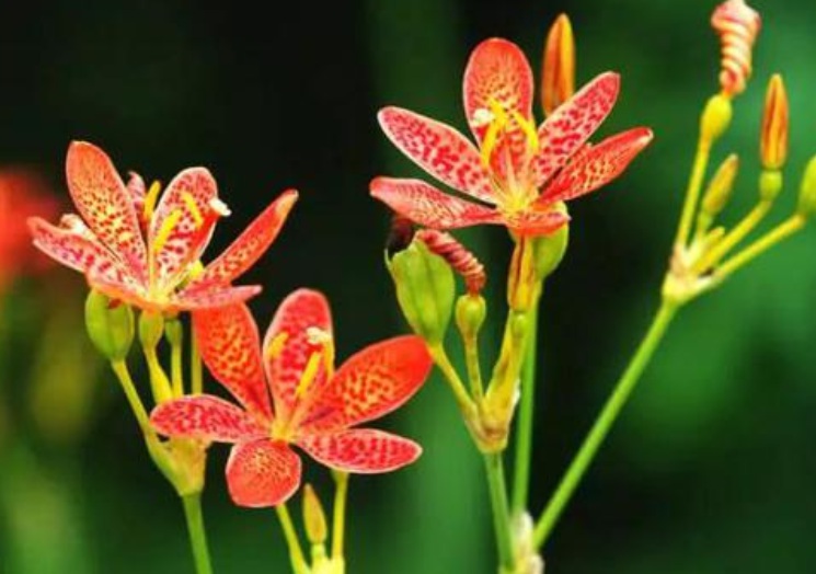 1629556890483753.jpg 射干華111111111111111.jpg