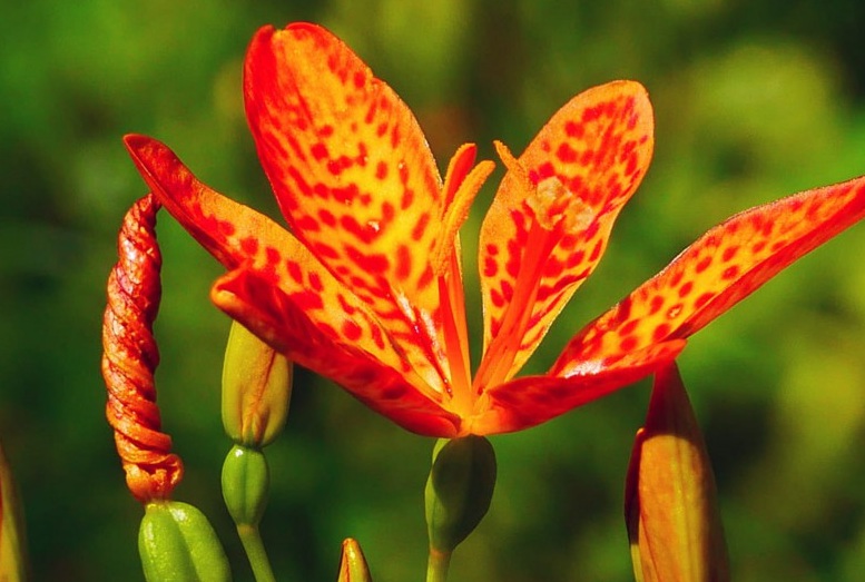 1629556912942361.jpg 射干2222222222222.jpg