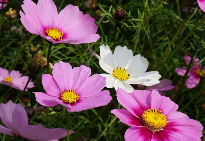 1629558427343472.jpg 波斯菊222.jpg