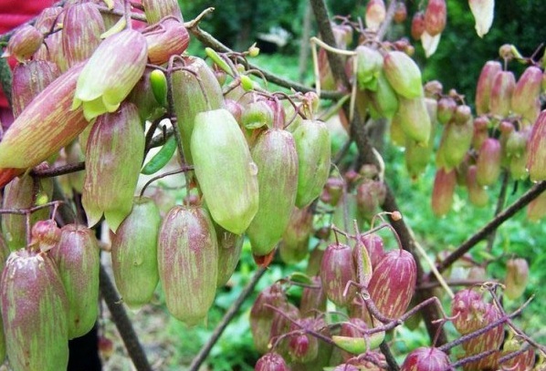 1629599651675308.jpg 1.jpg