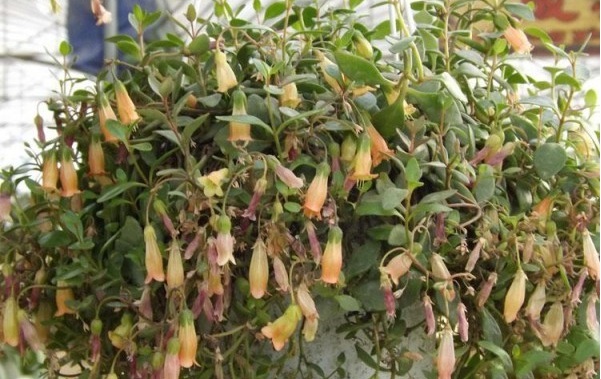 1629599659109044.jpg 2.jpg