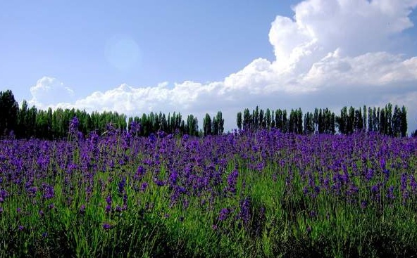 1629611015356153.jpg B{8IZW@SYNK)ZAY%AWW_E(A.jpg