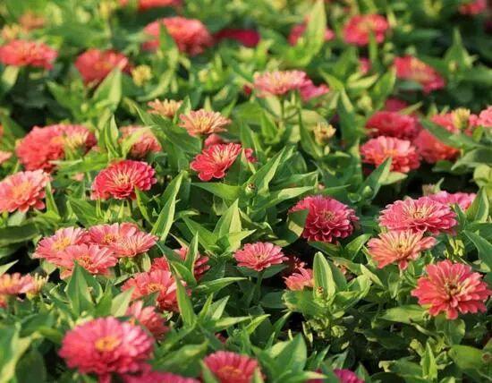 百日草生長期養(yǎng)護(hù)要點，百日草一年四季的養(yǎng)護(hù)方法