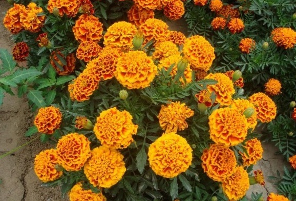 1629613336991896.jpg $U{WI_4[FM6YY`YYY6IUXKB.jpg