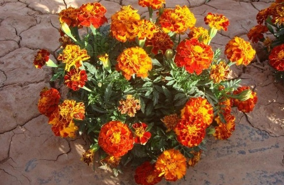 1629620397998626.jpg G@T3B4R{OYLU6YZ5N`0HQ{P.jpg