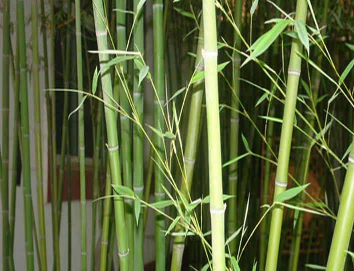 1629622214576849.jpg 早園竹22222.jpg