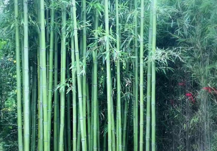 1629622554221887.jpg 早園竹333333.jpg