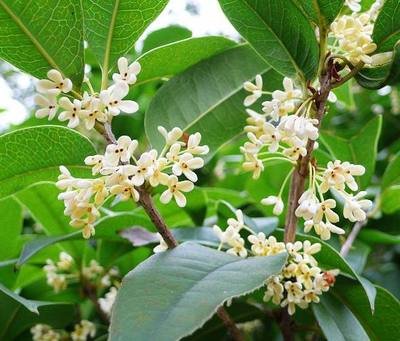 1629627745525957.jpg 1629627745525957.jpg