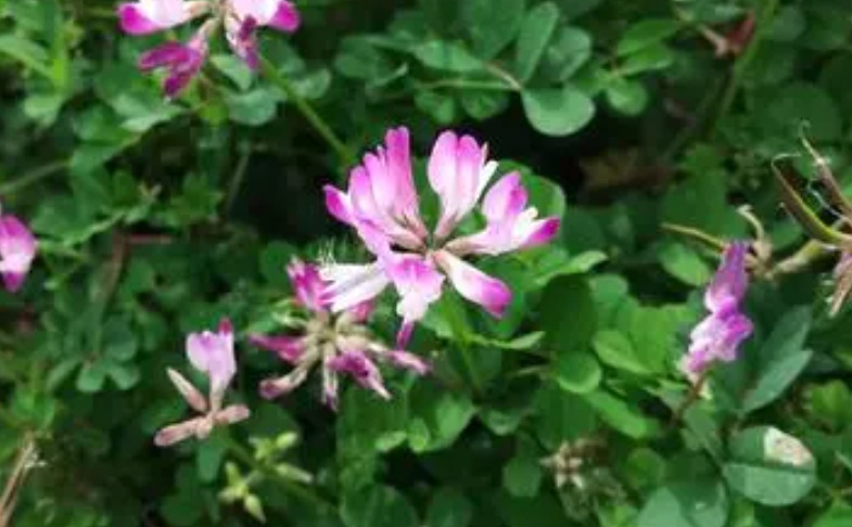 1629641811621843.jpg 紫花3333333333333333.jpg