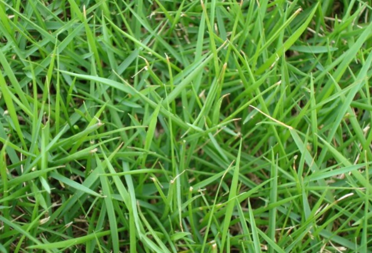 1629645426281928.jpg 狗牙1111111111111111.jpg