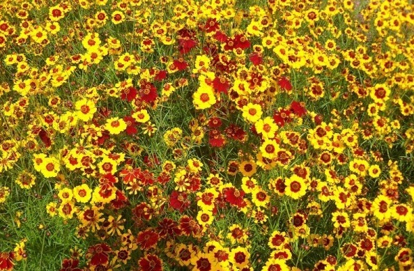 1629689216215197.jpg 72OV1%DSQ@%9D2E58_(27TO.jpg