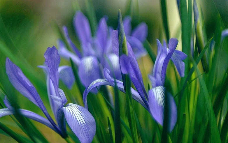 1629728718846390.jpg 馬蓮花3.jpg