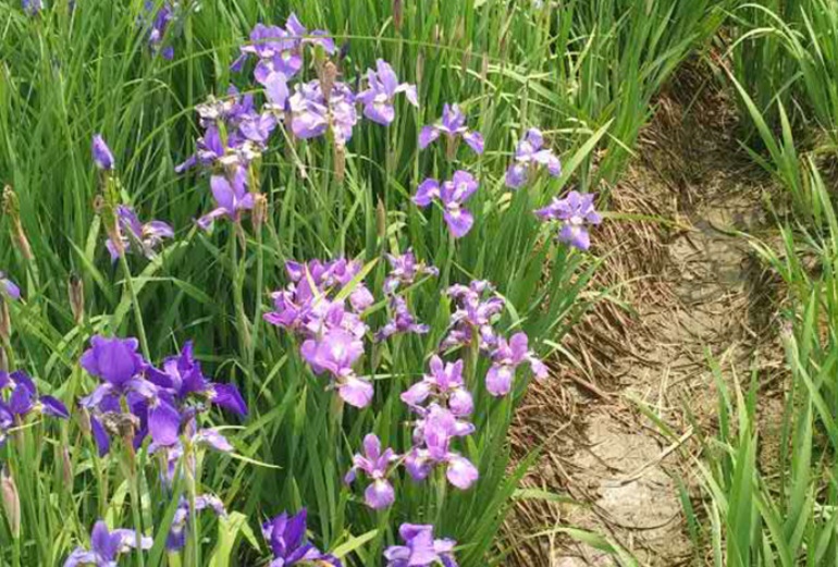 1629730029842444.jpg 菖蒲花33333333333333333.jpg