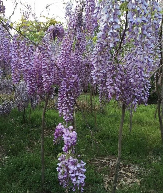 1629798782217153.jpg image.jpg