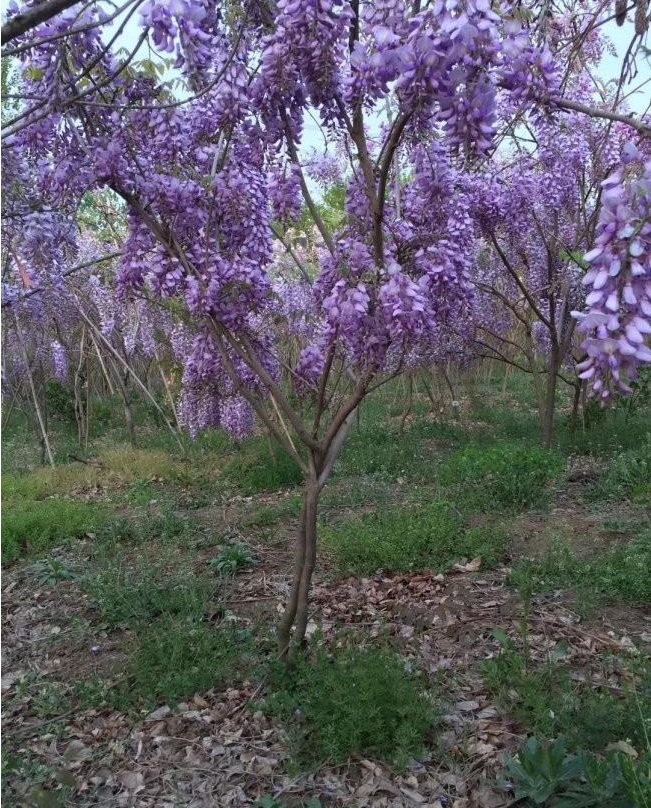 1629798802794397.jpg image.jpg