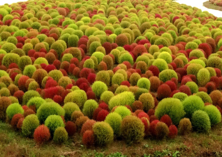 1629813766690984.jpg 紅葉地膚1111111111.jpg