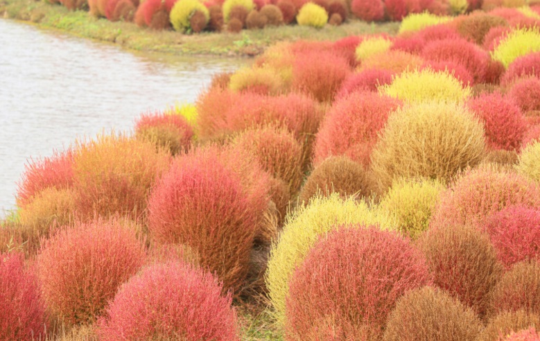 1629813791575666.jpg 紅葉地膚2222222222222.jpg