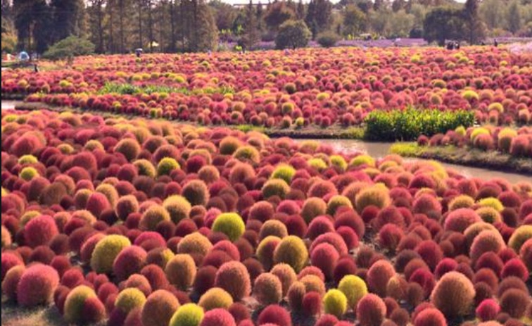 1629813811625165.jpg 紅葉地膚333333333333.jpg