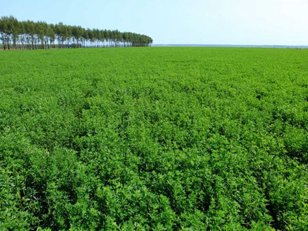 1629813985426621.jpg 1629813985426621.jpg